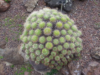 High angle view of cactus growing on field