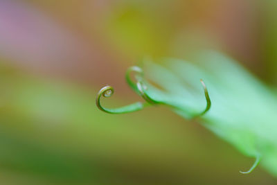 Close-up of dew drops on plant