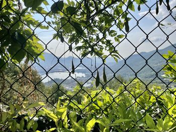 Close-up of plants seen through chainlink fence