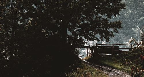 Empty bench by trees