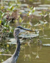 High angle view of gray heron on lake