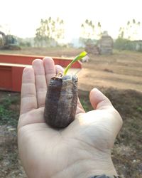 Cropped hand holding seedling on land