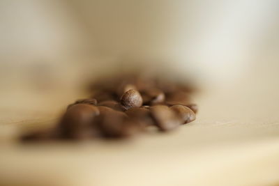 Close-up of shells on table
