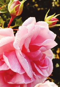 Close-up of wet pink rose blooming outdoors