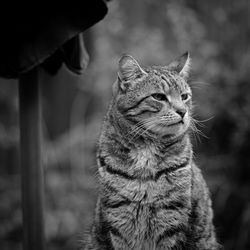 Close-up of tabby looking away