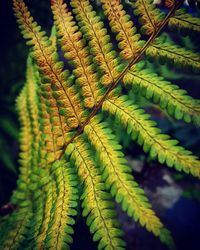 Close-up of fern leaves