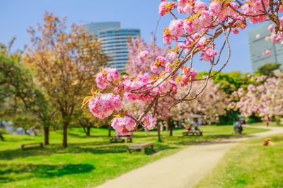 Pink cherry blossoms in park