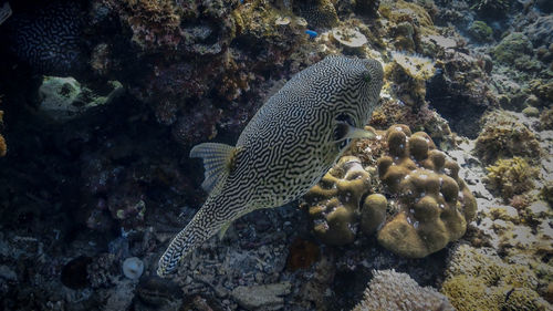 Fish swimming in sea