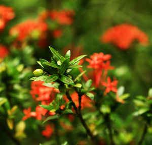 Close-up of red flowering plant