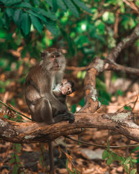 Monkey sitting on tree in forest