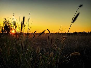 Grass growing on field against sky during sunset