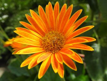 Close-up of orange flower blooming outdoors