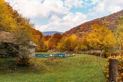 Honey bee hives between autumn forest and mountains landscape