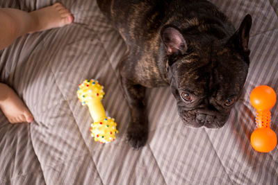 French bulldog lying on the bed with his toys, top view child leg