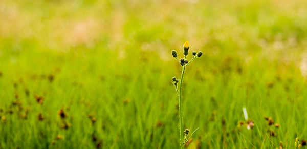 Close-up of yellow flowering plant on field