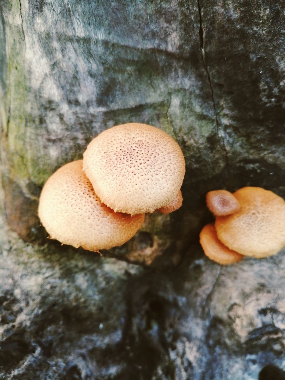 CLOSE-UP OF MUSHROOMS ON TREE