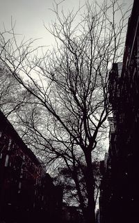 Low angle view of bare trees against sky