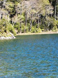 Scenic view of river flowing in forest