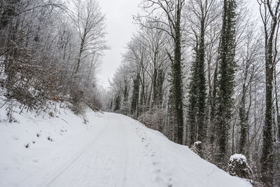 Snow covered land amidst trees in forest