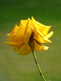 Close-up of yellow rose blooming outdoors