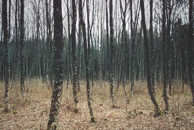 Trees in forest