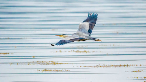 Seagull flying in the sea