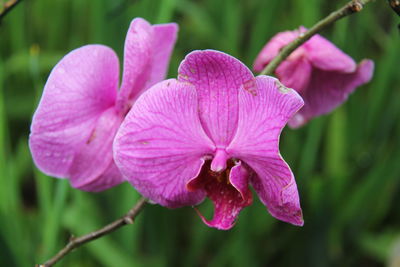 Close-up of pink flowering plant