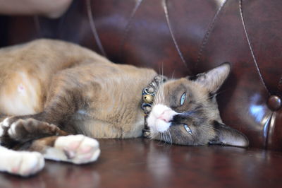 Portrait of cat resting on floor