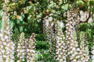 Close-up of flowers growing on tree