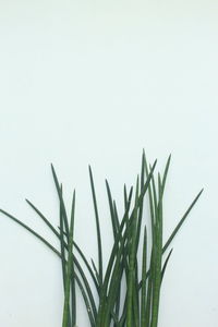 Close-up of plant against white background