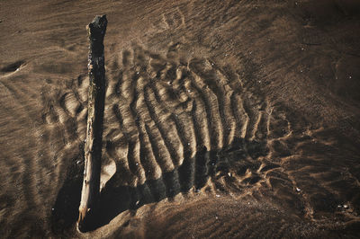 High angle view of an animal on sand