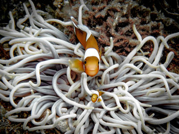 Saddleback clownfish