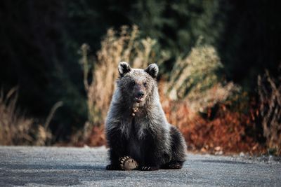 Portrait of bear sitting on road