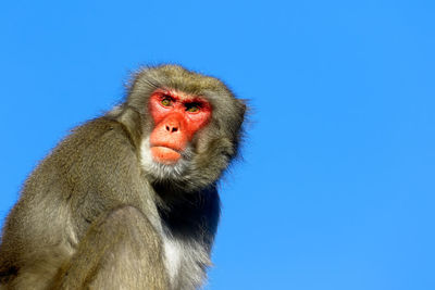 Low angle view of an animal against clear blue sky