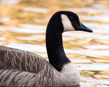 Close-up of goose swimming in lake