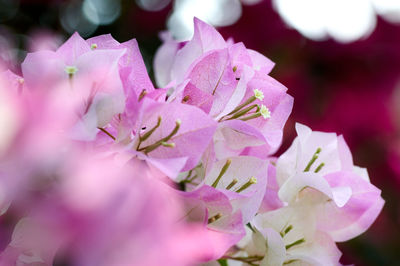 Close-up of pink cherry blossoms