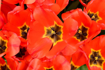 Full frame shot of red flowers