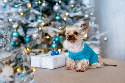 Yorkshire terrier in blue sweater near christmas tree. cute dog in holiday atmosphere