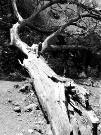 View of tree trunk