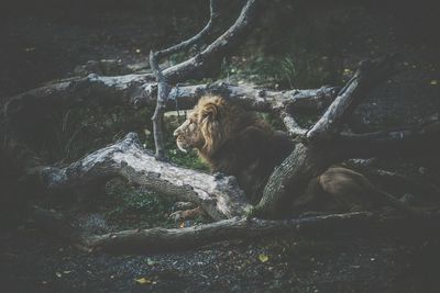 Lion resting