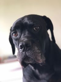 Close-up portrait of black dog