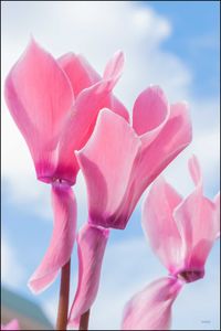 Close-up of pink flowers blooming against sky