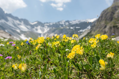 Close-up of yellow flowering plants on field