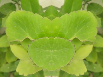 Close-up of wet plant leaves