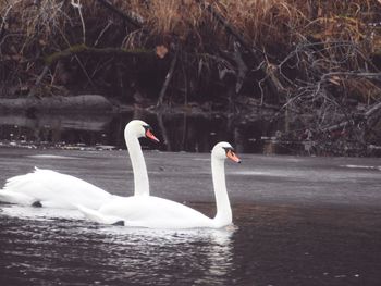 Swan swimming in lake