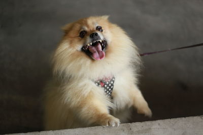 Close-up of a dog