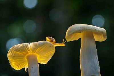 Close-up of mushrooms growing outdoors