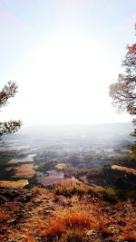 Scenic view of trees against clear sky