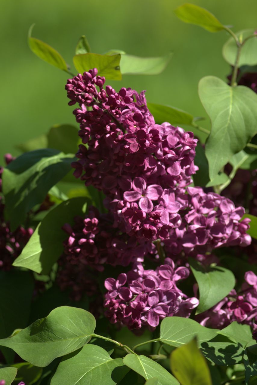 CLOSE-UP OF PINK FLOWERS