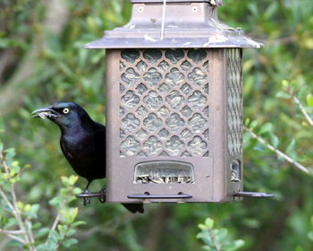 Close-up of bird perching on birdhouse